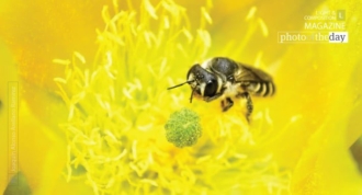 Shy by Joaquín Alonso Arellano Ramírez