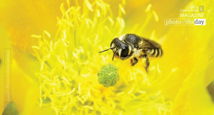 Shy by Joaquín Alonso Arellano Ramírez