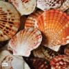 Close-up Photography, Fine Art Photography, Nature Photography, Photography Awards, Light & Composition University – Scallop Shells by Elizabeth Brown Scallop Shells by Elizabeth Brown - Close-up Photography, Fine Art Photography, Nature Photography, Photography Awards, Light & Composition University