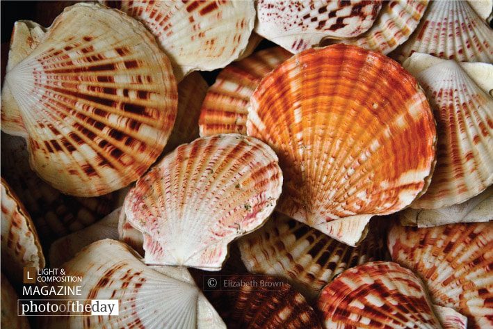 Scallop Shells by Elizabeth Brown