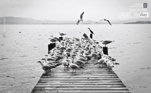 The Birds by Adam Foster - Wildlife Photography, Nature Photography, Photo of the Day, Photography Awards, Adam Foster