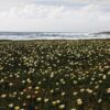 Nature Photography, Photography Awards, Photo of the Day, Fine Art Photography, Landscape Photography – Ice Plants on the California Coast by Elizabeth Brown Ice Plants on the California Coast by Elizabeth Brown - Nature Photography, Photography Awards, Photo of the Day, Fine Art Photography, Landscape Photography