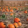 Pumpkin Patch by Kari Cvar - Photo of the Day, Color Photography, Photography Awards, Amateur Photography,  Light & Composition