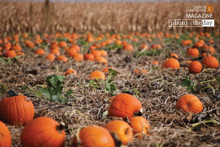 Pumpkin Patch by Kari Cvar