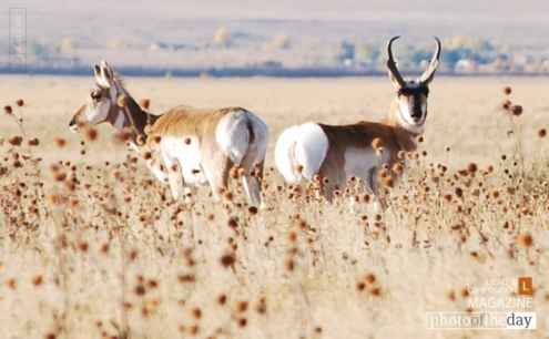 Colorado Antelope by Kari Cvar - Wildlife Photography, Antelope Photography, Colorado Photography, Nature Photography, Photo of the Day