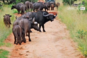 A Defensive Stare and Stand-off by Martin Meyer