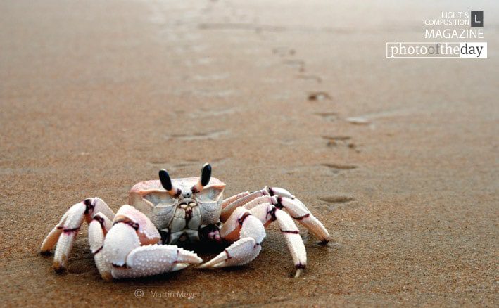 Photojournalism, Wildlife Photography, Photography Awards, Photo of the Day, Light & Composition University - Heres Looking at You by Martin Meyer Heres Looking at You by Martin Meyer - Photojournalism, Wildlife Photography, Photography Awards, Photo of the Day, Light & Composition University