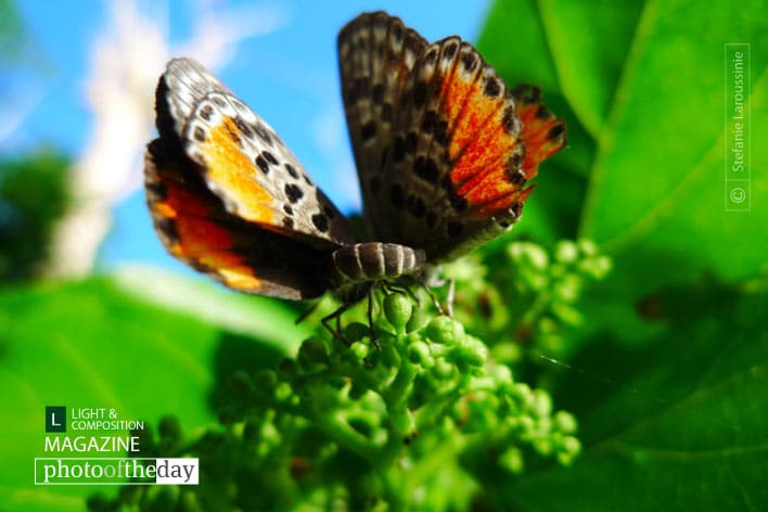Vanuatu Butterfly, by Vaibhav Choudhary