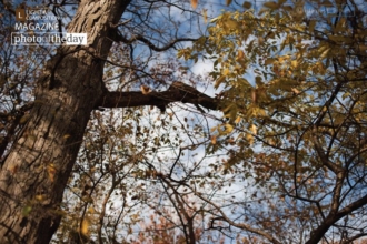 The Sky is Falling, by James L. Brown
