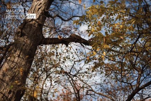 The Sky is Falling, by James L. Brown - Nature Photography, Photography Award, Photo of the Day,  James L. Brown,  Light & Composition University