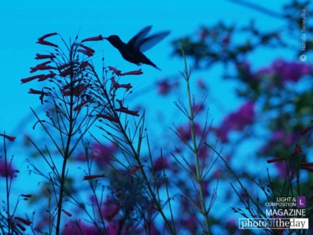 Fly Away Home by Natalia Torrealba - Artistic Photography, Photo of the Day, Photography Awards, Online Photography Courses, Photojournalism