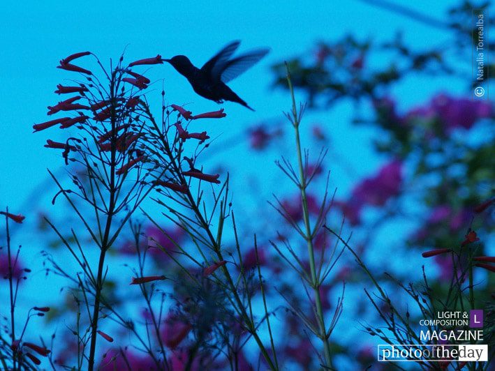Artistic Photography, Photo of the Day, Photography Awards, Online Photography Courses, Photojournalism - Fly Away Home by Natalia Torrealba Fly Away Home by Natalia Torrealba - Artistic Photography, Photo of the Day, Photography Awards, Online Photography Courses, Photojournalism