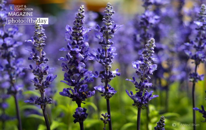 Purple Phase, by Arvind Bhatt Purple Phase, by Arvind Bhatt