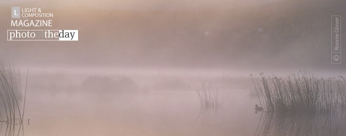 Misty Morning Duck, by Ronnie Glover - Artistic Photography, Nature Photography, Photography Education, Photo of the Day, Online Photography Courses