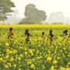 From the Yellow Field, by Shahnaz Parvin - Photojournalism, Documentary Photography, Color Photography, Photo of the Day, Shahnaz Parvin