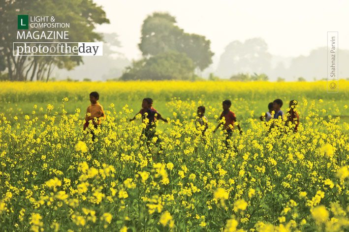 From the Yellow Field, by Shahnaz Parvin - Photojournalism, Documentary Photography, Color Photography, Photo of the Day, Shahnaz Parvin
