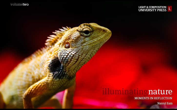 Wildlife Photography, Photojournalism, Nature Photography, Illuminating Nature, Art Photography - Illuminating Nature Volume Two Illuminating Nature Volume Two - Wildlife Photography, Photojournalism, Nature Photography, Illuminating Nature, Art Photography