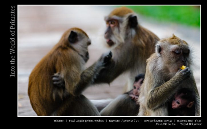 Wildlife Photography, Photojournalism, Nature Photography, Illuminating Nature, Art Photography - Illuminating Nature Volume Two Illuminating Nature Volume Two - Wildlife Photography, Photojournalism, Nature Photography, Illuminating Nature, Art Photography