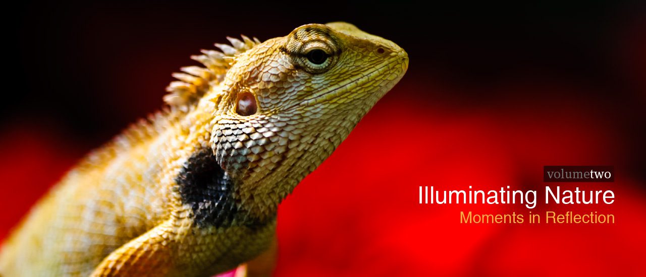 Wildlife Photography, Photojournalism, Nature Photography, Illuminating Nature, Art Photography - Illuminating Nature Volume Two Illuminating Nature Volume Two - Wildlife Photography, Photojournalism, Nature Photography, Illuminating Nature, Art Photography