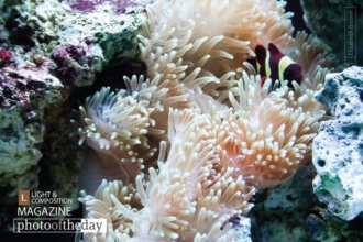 Goldstripe Maroon Clownfish, by Elizabeth Brown