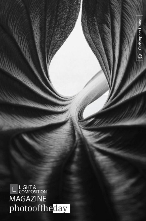 Leaf from Within, by Christopher Utano - Abstract Photography, Macro Photography, Nature Photography, Photo of the Day, Photography Awards