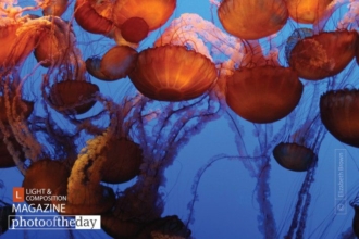 Pacific Sea Nettles, by Elizabeth Brown