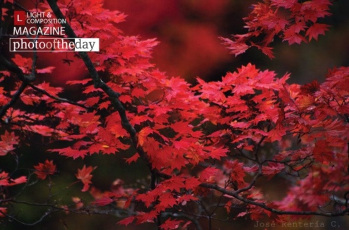 Autumn Red, by Jose Renteria - Autumn Photography, Landscape Photography, Photo of the Day, Color Photography, Photography Awards