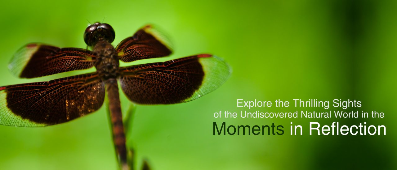 Moments in Reflection - Nature Photography, Photography Books, Wildlife Photography, Landscape Photography,  Fine Art Photography