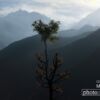 Himalayan Tree, by Magda Biskup - Nature Photography, Award Winning Photography, Photo of the Day, Magda Biskup, Landscape Photography