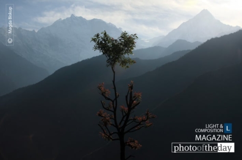 Himalayan Tree, by Magda Biskup - Nature Photography, Award Winning Photography, Photo of the Day, Magda Biskup, Landscape Photography