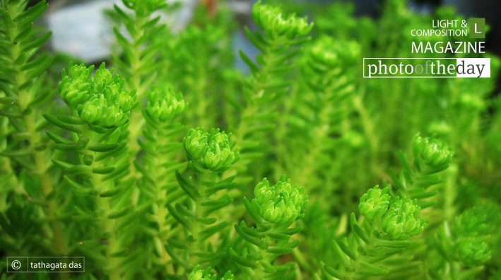 Its All in Green, by Tathagata Das - Color Photography, Photo of the Day, Photography Awards, Art Photography,  Online Photography Courses