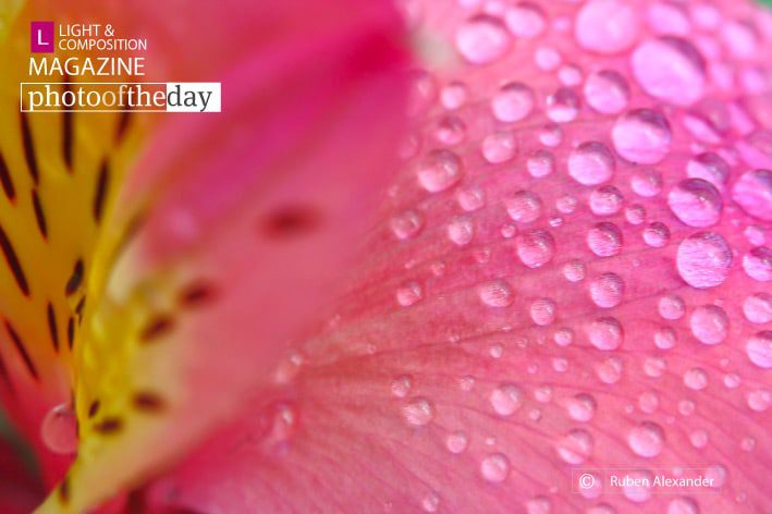 Intrigue! by Ruben Alexander - Close-up Photography, Photography Awards, Online Photography Courses, Art Photography, Photo of the Day