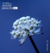 White Flower, by Roberto Pagani