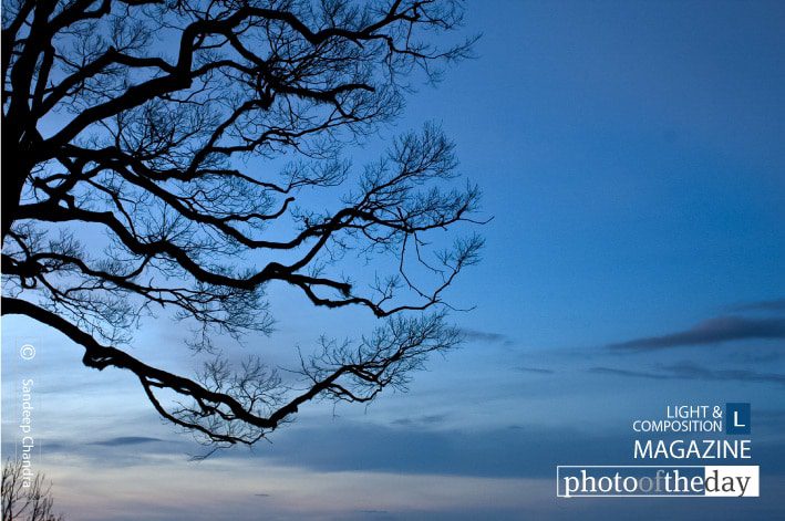 Tree Branches from Amedikallu, by Sandeep Chandra - Nature Photography, Color Photography, Photo of the Day, Photography Awards, Light & Composition University