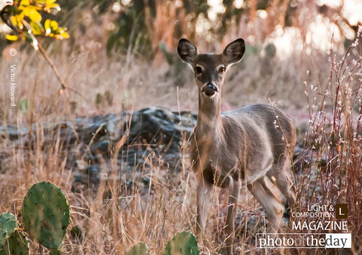 Watching You, Watching Me, by Victor Howard - Wildlife Photography, Photo of the Day, Photography Awards, Nature Photography, Victor Howard