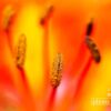 Close-up Photography, Nature Photography, Roberto Pagani, Photo of the Day, Photography Awards – Lily, by Roberto Pagani Lily, by Roberto Pagani - Close-up Photography, Nature Photography, Roberto Pagani, Photo of the Day, Photography Awards