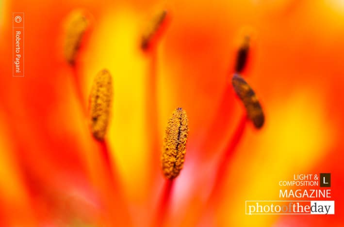Lily, by Roberto Pagani - Close-up Photography, Nature Photography, Roberto Pagani, Photo of the Day, Photography Awards