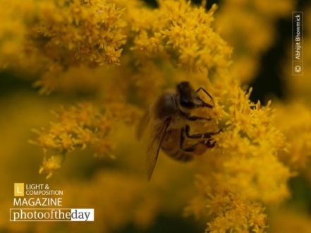 Hard Work Pays, by Abhijit Bhowmick - Close-Up Photography, Nature Photography, Photo of the Day, Photography Awards, Abhijit Bhowmick