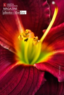 Erotica Red by Robbie Kaye - Close-up Photography, Photography Awards, Art Photography, Photo of the Day, Online Photography Courses