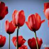 The Red Tulip by Ajit Chouhan - Color Photography, Photo of the Day, Award Winning Photography, Art Photography, Photography Awards