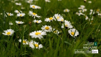 Springtime Daisies in Paris, by Louise Fahy