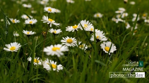 Springtime Daisies in Paris, by Louise Fahy - Nature Photography, Spring Photography, Paris Photography, Photo of the Day, Photography Awards