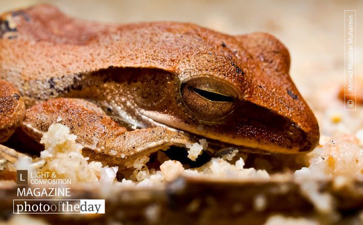 Sleepy Froggy, by Ahmad Jaa - Wildlife Photography, Photo of the Day, Nature Photography, Photography Award, Light & Composition University