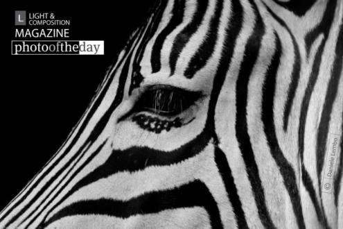 Black and White, by Daniele Lembo - Wildlife Photography, Black and White Photography, Photo of the Day, Daniele Lembo, Photography Awards