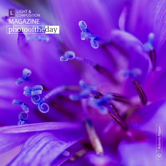 Flower Swirl, by Roberto Pagani - Close-up Photography, Nature Photography, Photo of the Day, Photography Awards, Roberto Pagani