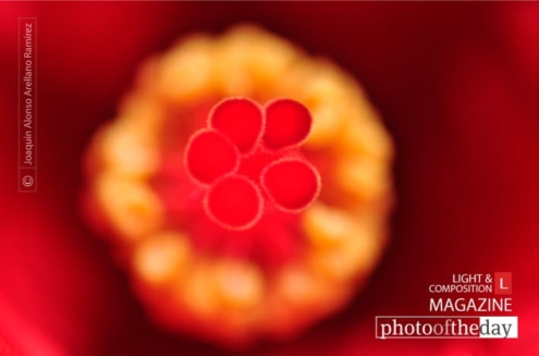 Deep Core, by Joaquín Alonso Arellano Ramírez - Close-up Photography, Photo of the Day, Award Winning Photography, Macro Photography, Photography Education