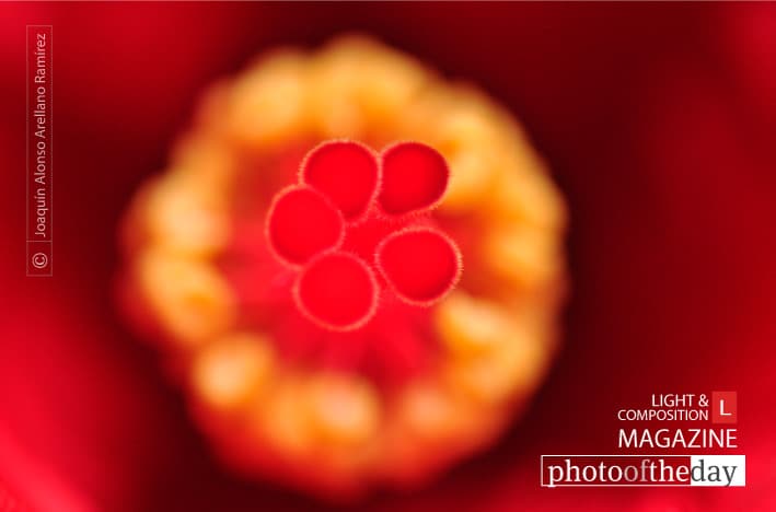 Deep Core, by Joaquín Alonso Arellano Ramírez - Close-up Photography, Photo of the Day, Award Winning Photography, Macro Photography, Photography Education