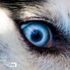 Wildlife Photography, Photojournalism, Art Photography, Daniele Lembo, Photography Awards – The Eye, by Daniele Lembo The Eye, by Daniele Lembo - Wildlife Photography, Photojournalism, Art Photography, Daniele Lembo, Photography Awards