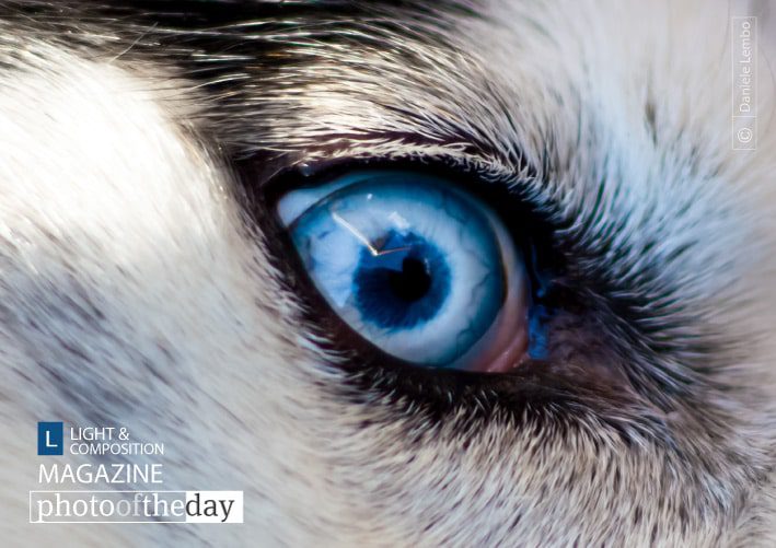 The Eye, by Daniele Lembo - Wildlife Photography, Photojournalism, Art Photography, Daniele Lembo, Photography Awards