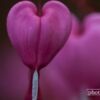 Hearts in Queue, by Abhijit Bhowmick - Close-up Photography, Photo of the Day, Photography Awards, Art Photography, Macro Photography